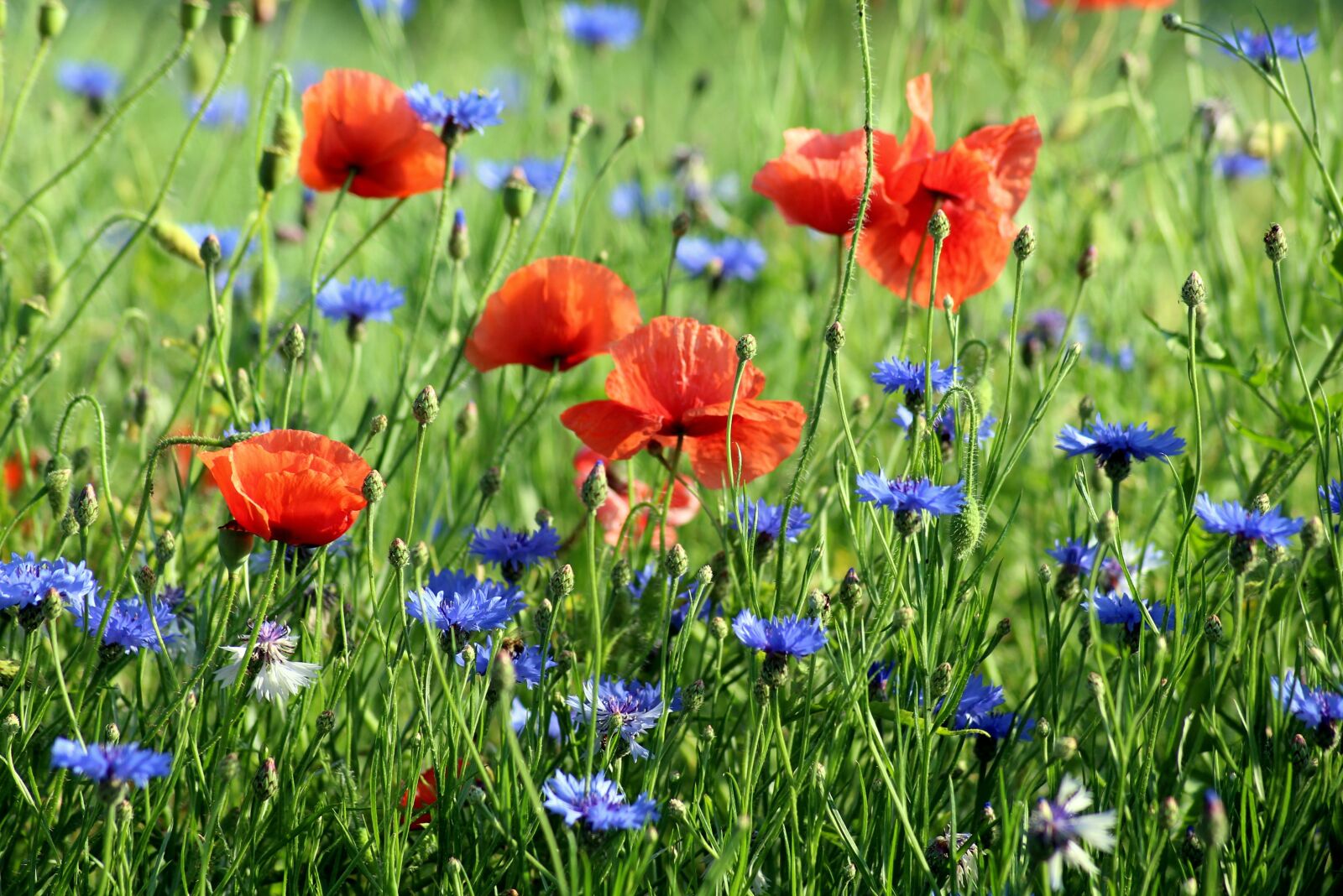 Canon EOS 1200D (EOS Rebel T5 / EOS Kiss X70 / EOS Hi) sample photo. Poppies, cornflowers, wildflowers photography