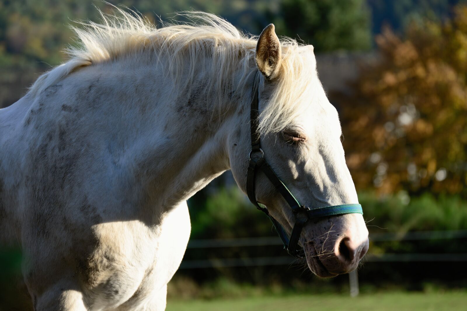 Nikon D610 sample photo. Horse, white horse, mold photography
