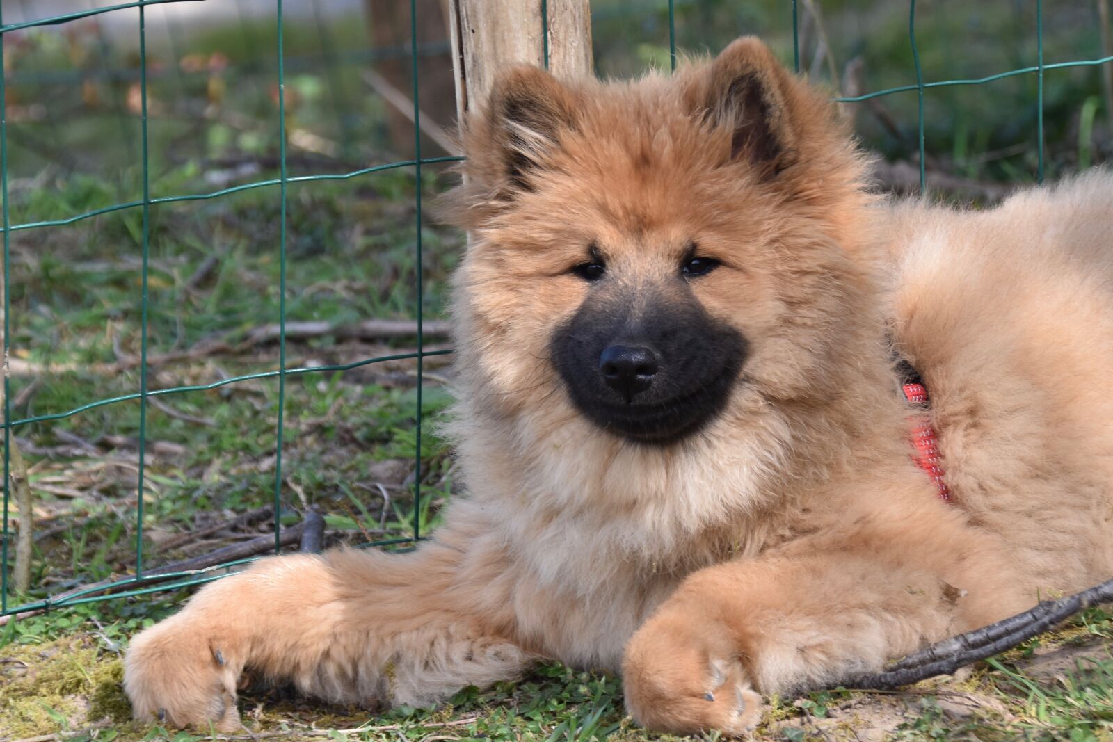 Nikon D5600 sample photo. Dog, dog eurasier, bitch photography