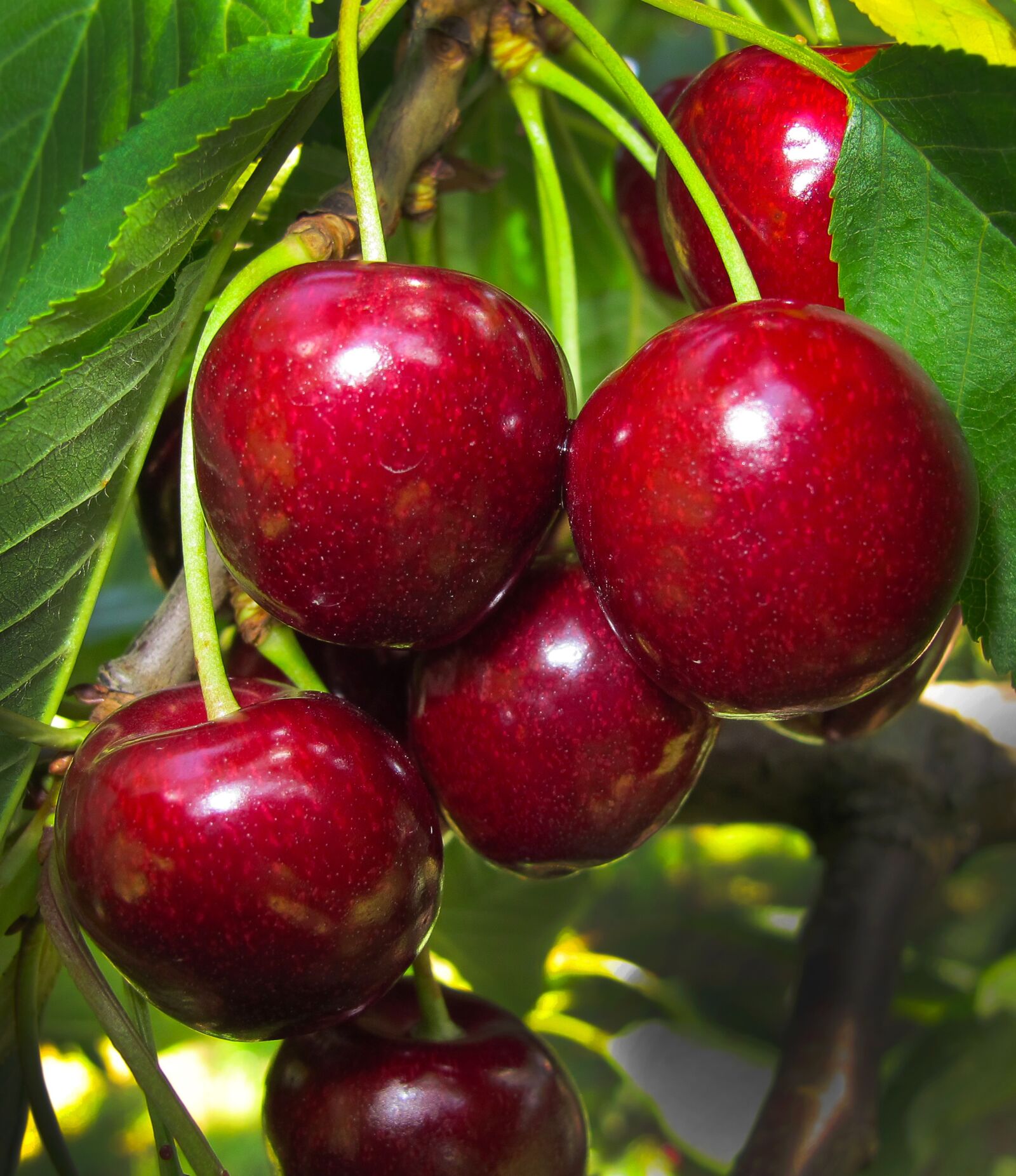Canon PowerShot G12 sample photo. Cherry, cherries, sweet cherry photography