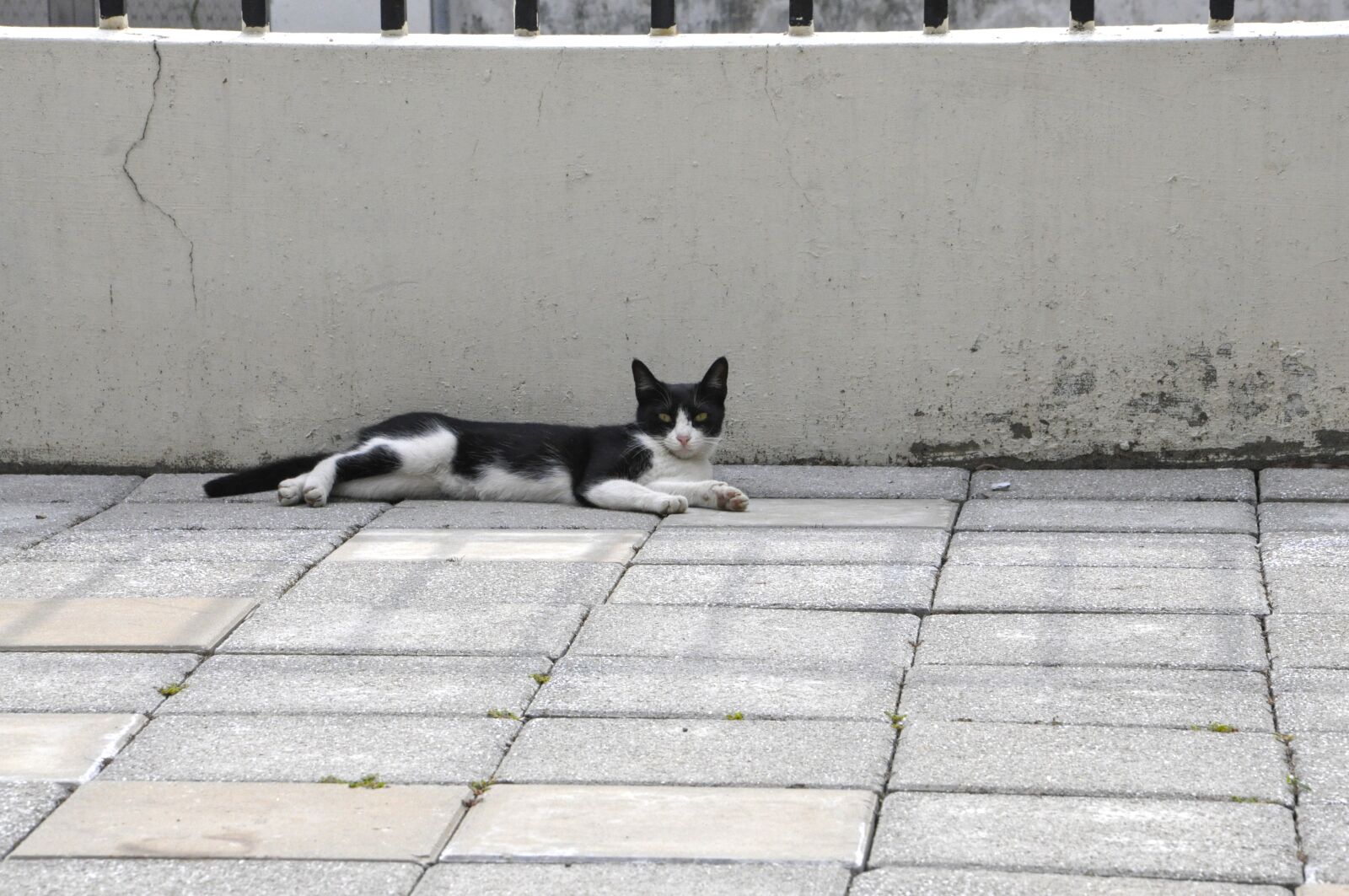 Nikon D90 sample photo. Cat, rest, courtyard photography