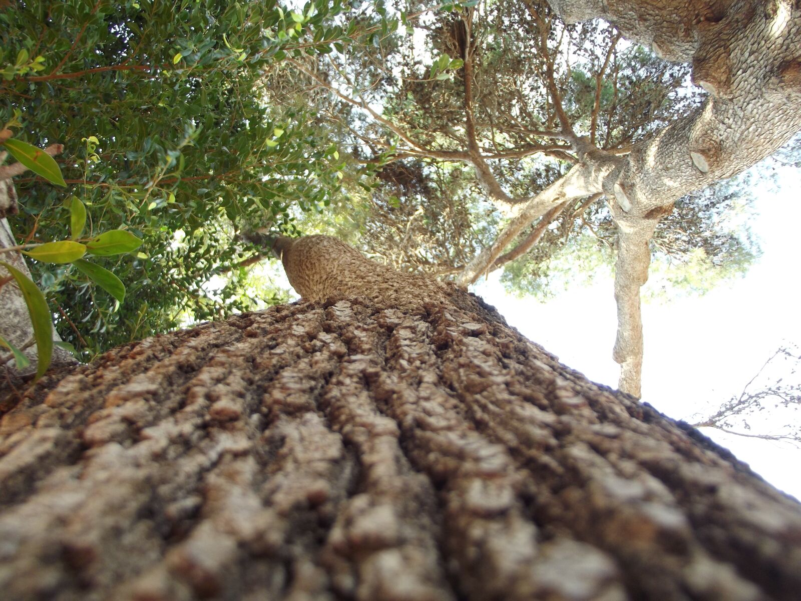 FujiFilm FinePix S2950 (FinePix S2990) sample photo. Tree, tree bark, forest photography