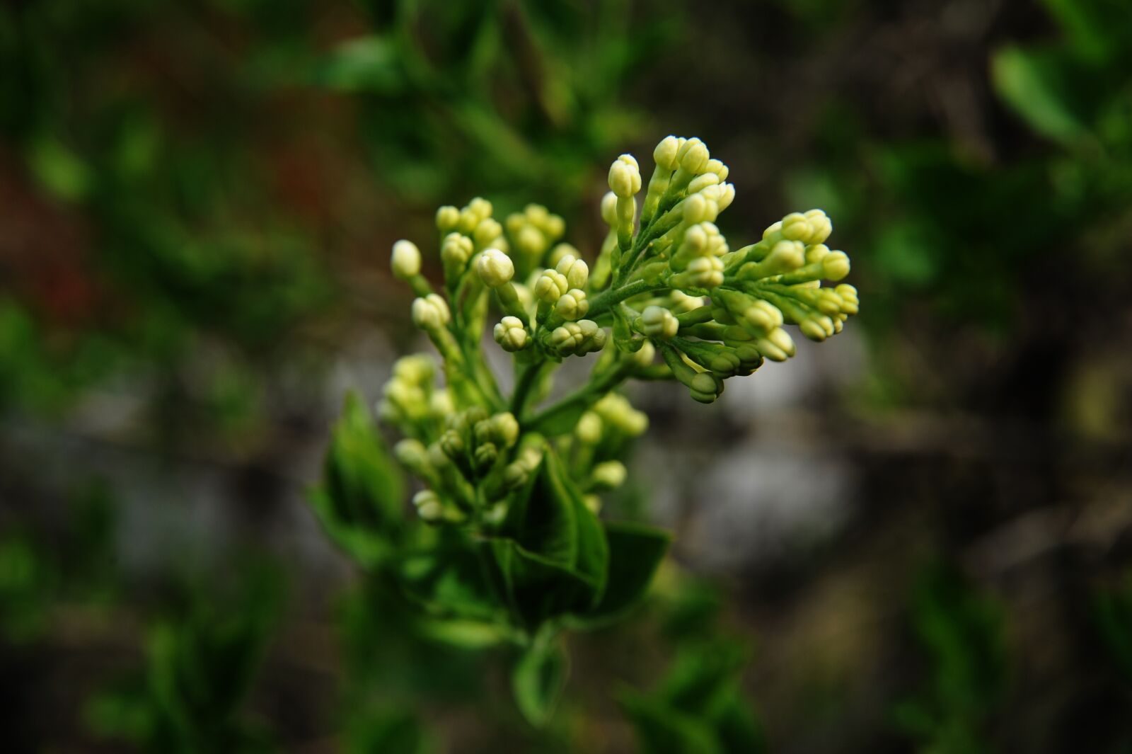 Nikon D700 sample photo. Clove, white lilac, bud photography