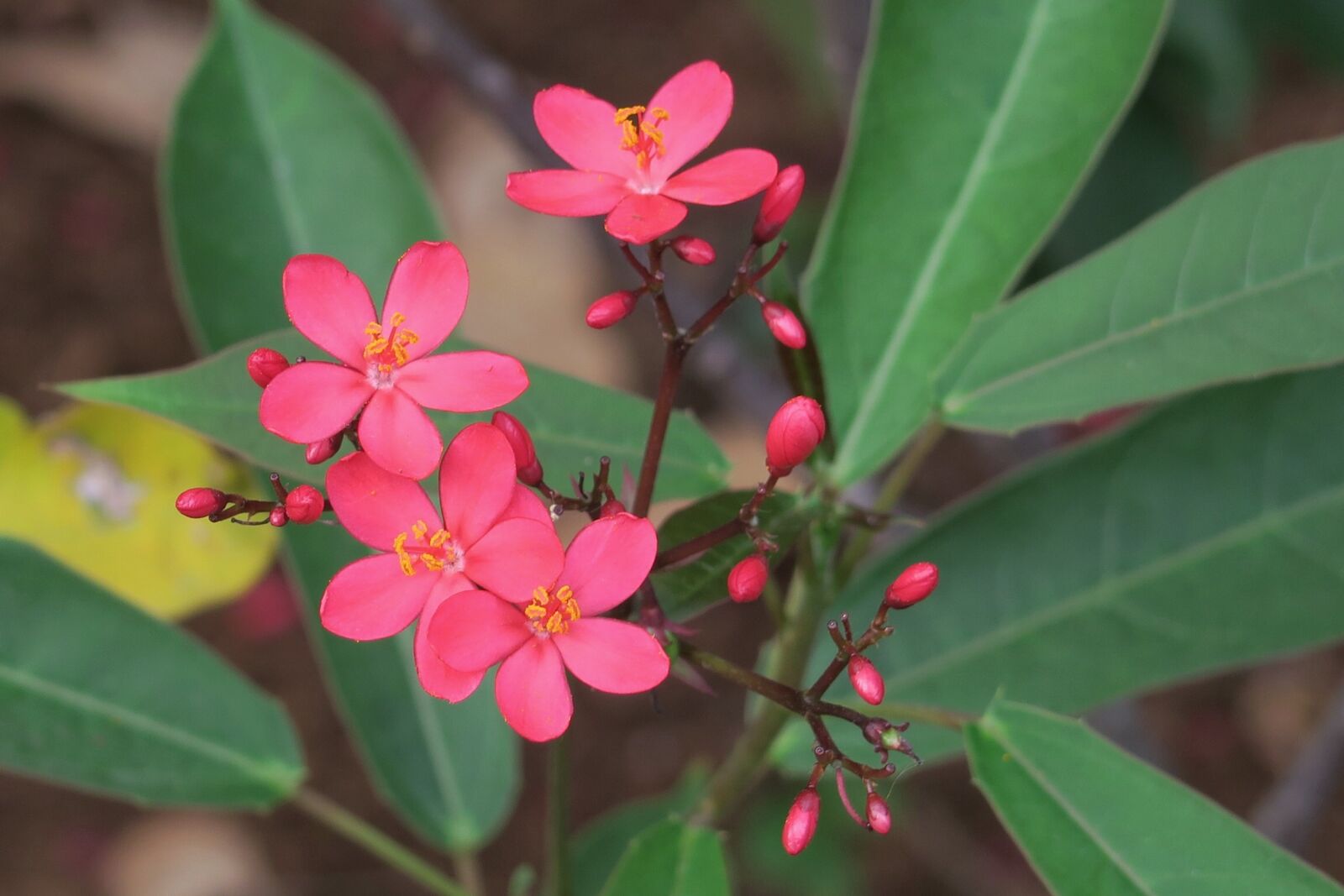 Canon PowerShot G7 X sample photo. Plant, nature, flower photography