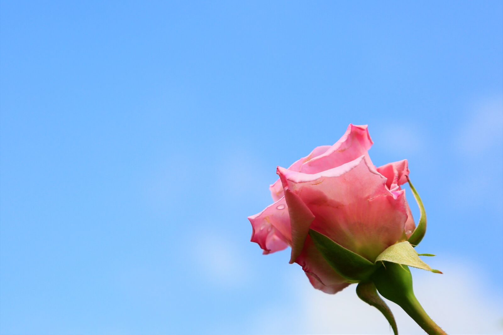 Canon EF 24-105mm F4L IS USM sample photo. Rose, pink rose, flower photography
