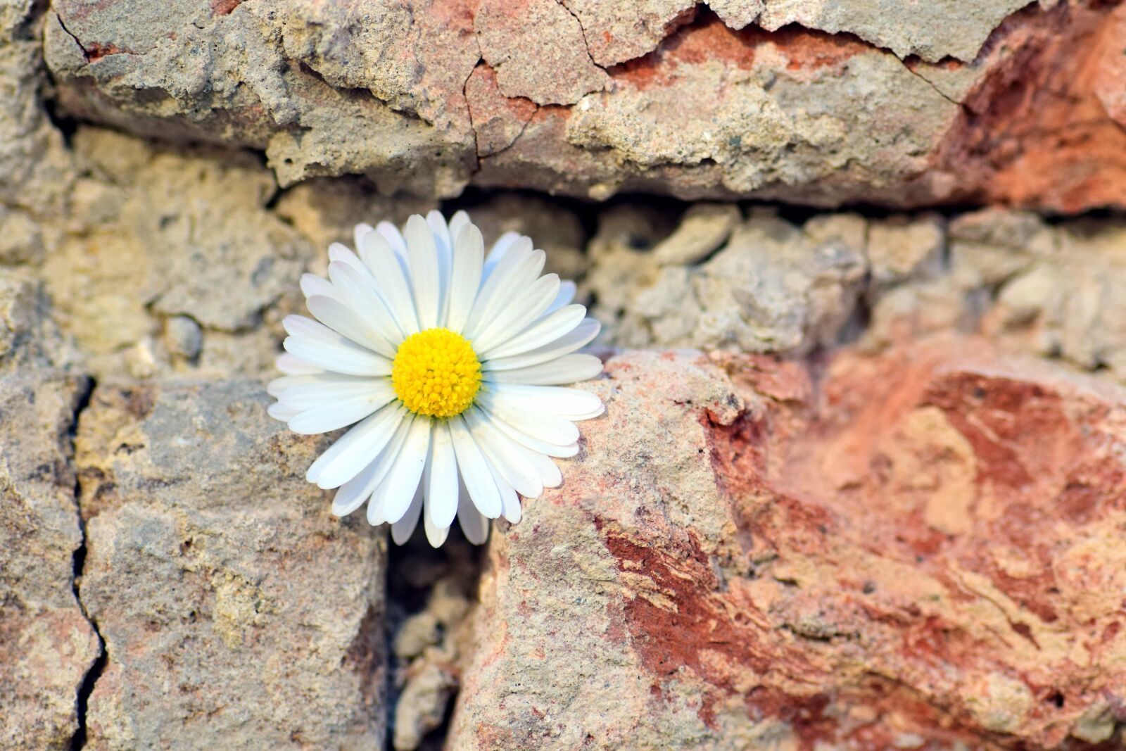 Nikon D3300 sample photo. Nature, daisy, flower, plant photography