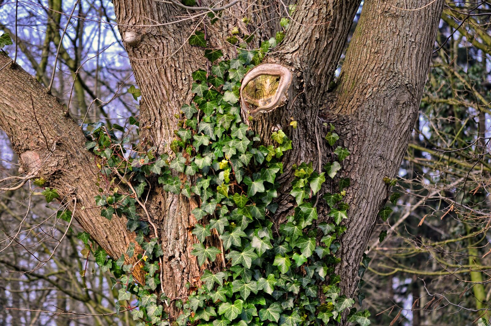 Nikon D90 sample photo. Tree, trunk, bark photography