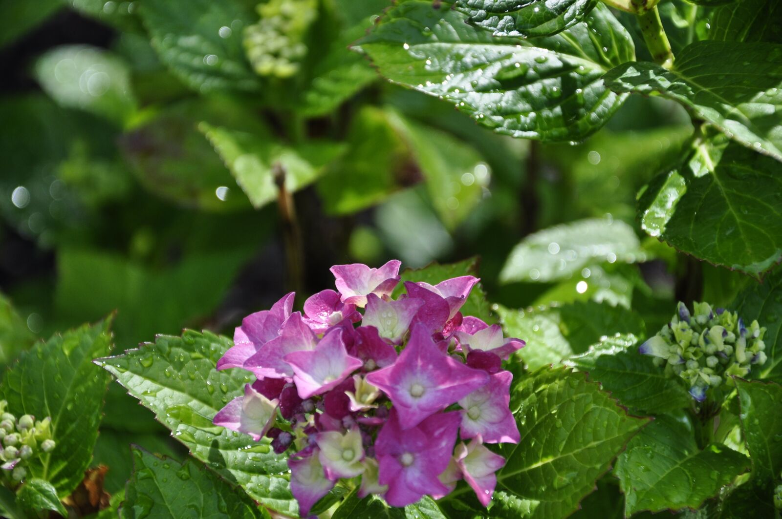 Nikon D5000 sample photo. Flower, leaves, nature photography