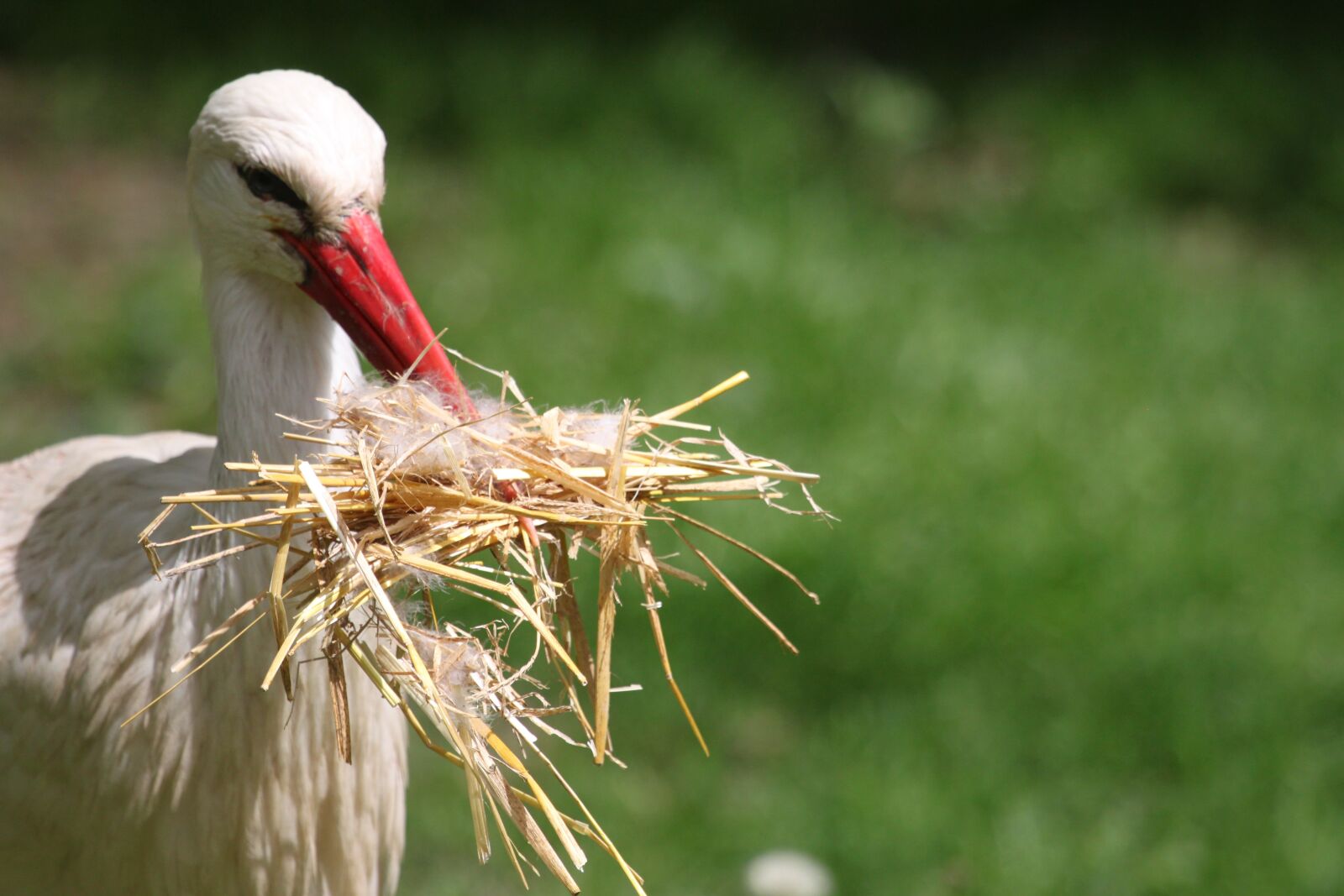 Canon EOS 500D (EOS Rebel T1i / EOS Kiss X3) sample photo. Stork, nest building, bill photography