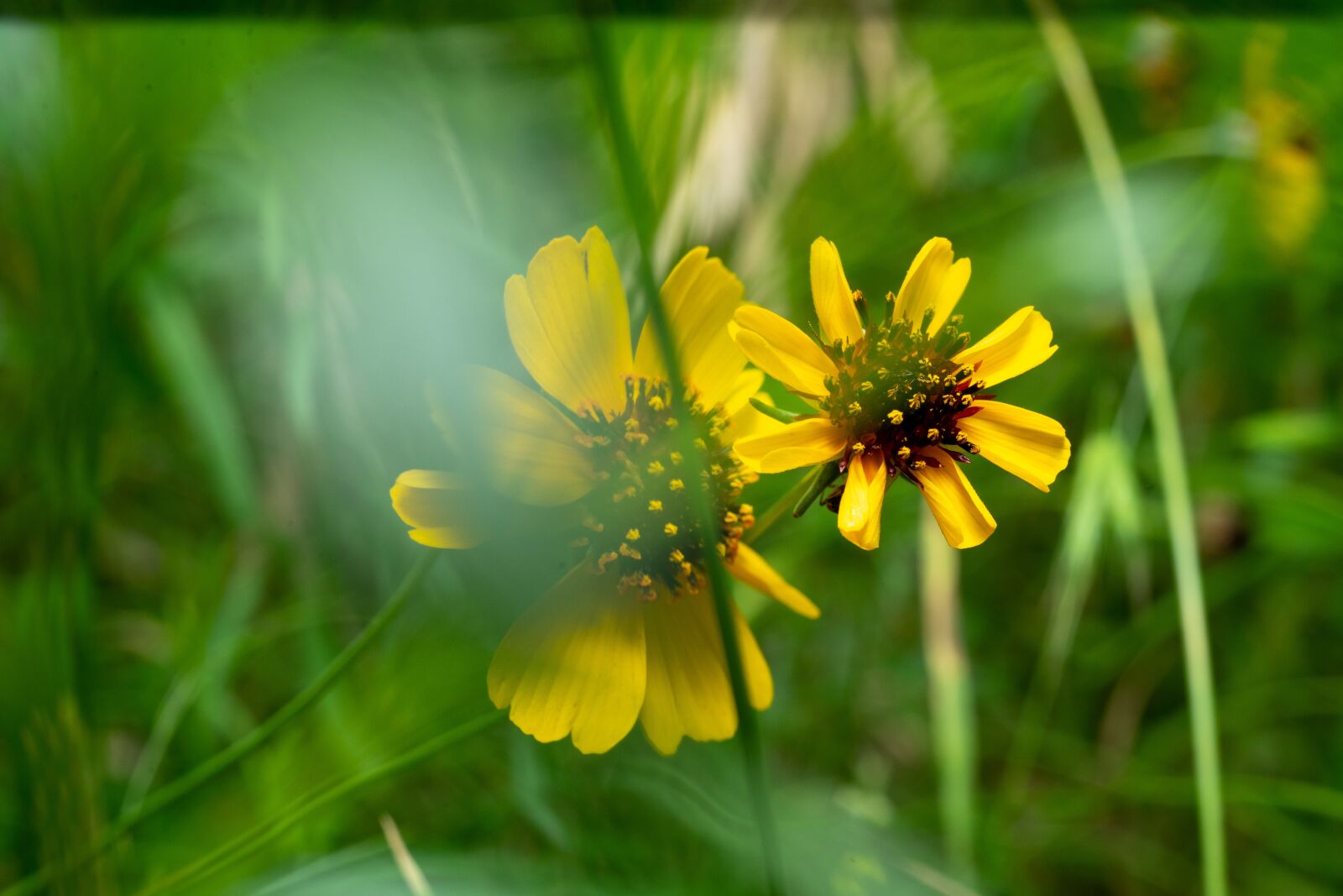 Sony a7 II + Sony FE 50mm F1.8 sample photo. Green, flower, nature photography