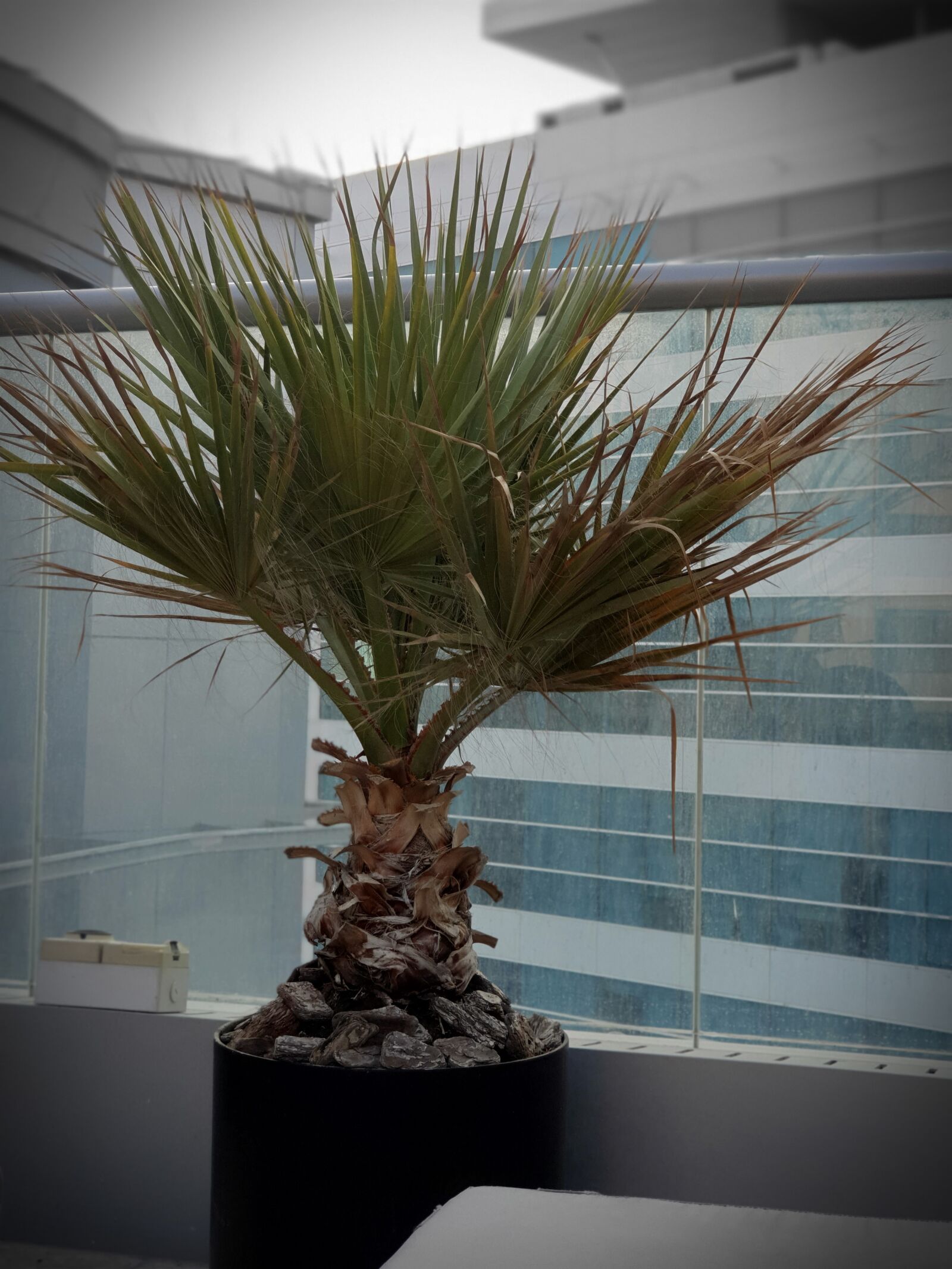 Samsung SM-G973F sample photo. Plant, nature, background photography