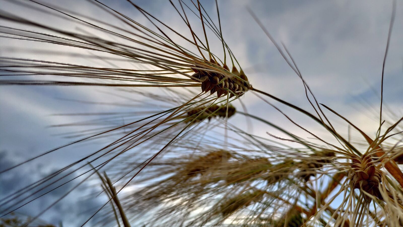 Xiaomi Mi MIX 2S sample photo. Nature, wheat, field photography