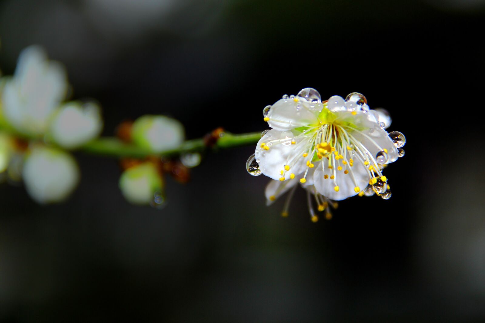 Canon EOS 60D sample photo. Plum, nature, flowers photography
