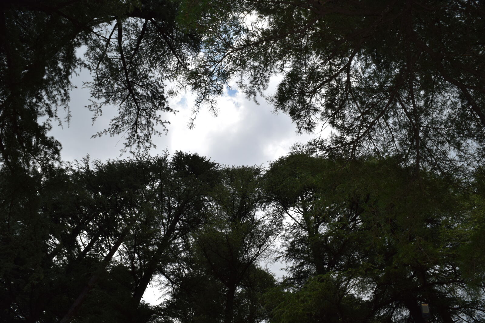 Nikon D5300 sample photo. Dark, leaves, mountains, sky photography