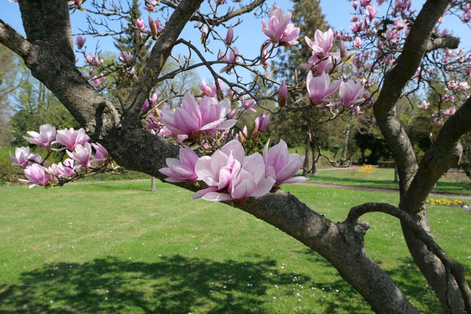 Panasonic Lumix DC-G9 sample photo. Tree, magnolia soulangiana, tulip photography