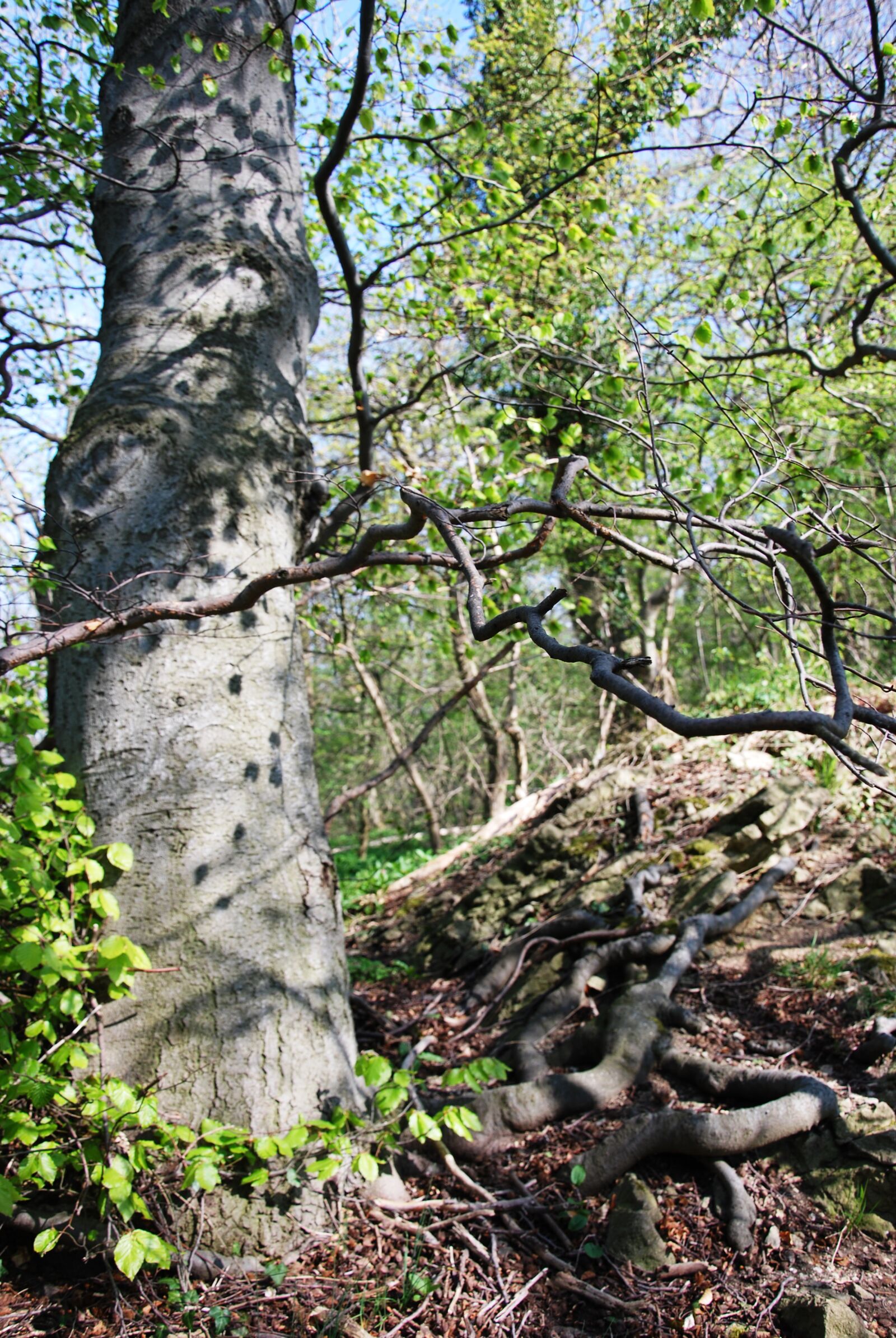 Nikon D60 sample photo. Spring, forest, resin photography