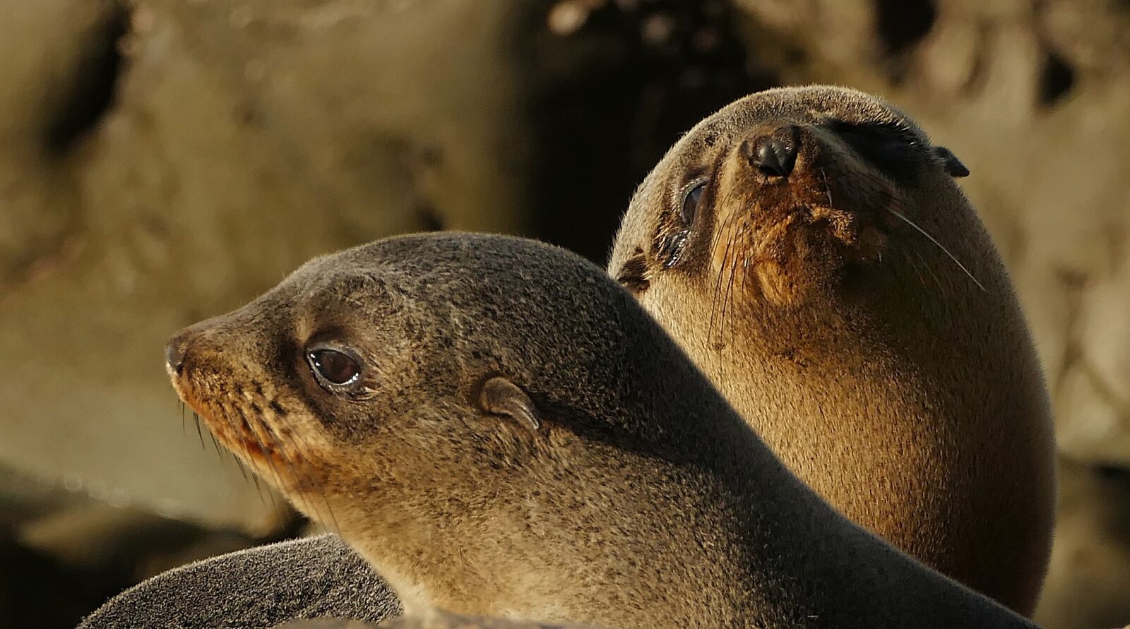 Panasonic Lumix DMC-FZ1000 sample photo. Fur seal pups, rocks photography