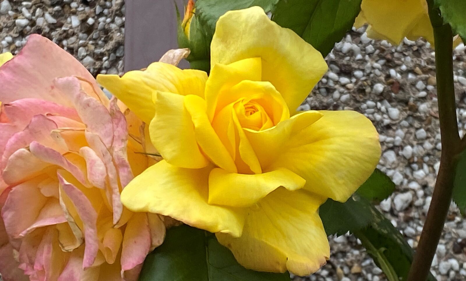 Apple iPhone 11 sample photo. Rose, yellow, petals photography