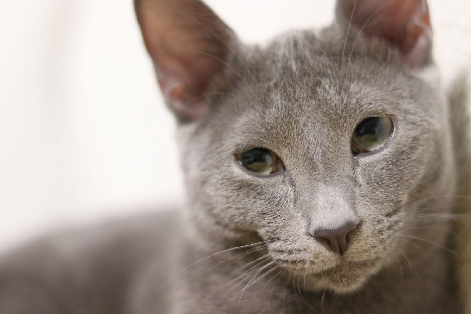 Canon EOS 80D sample photo. Cat, russian blue, kitty photography