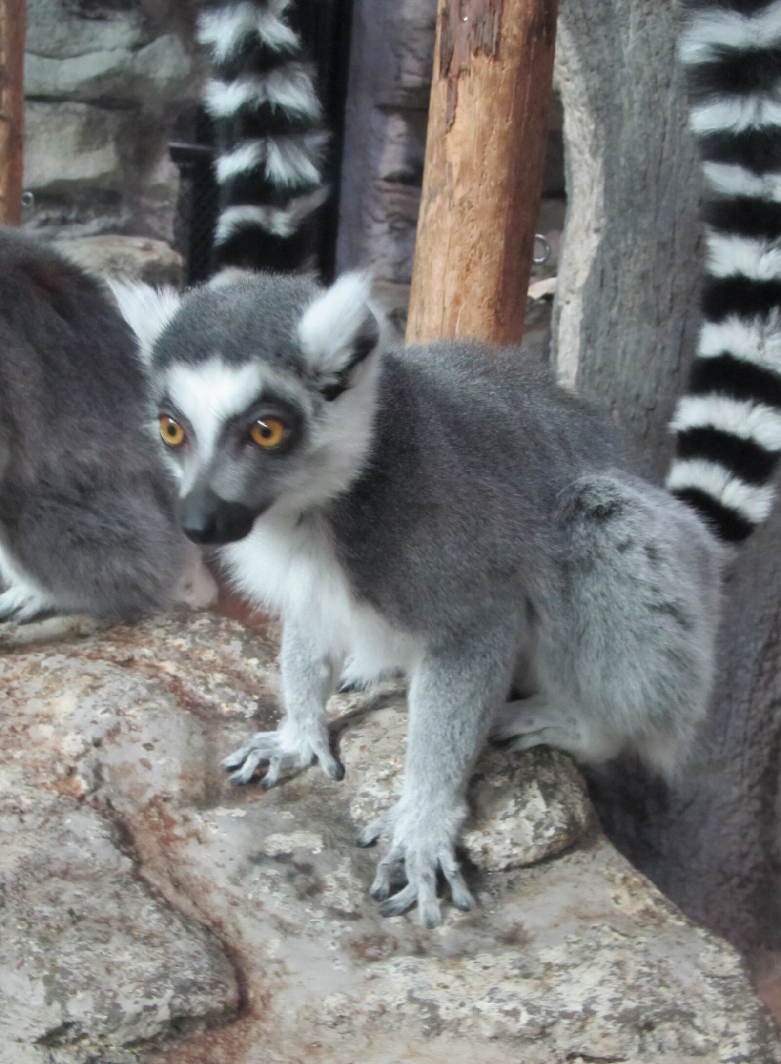 Canon PowerShot SX130 IS sample photo. Lemur, mammal, zoo photography