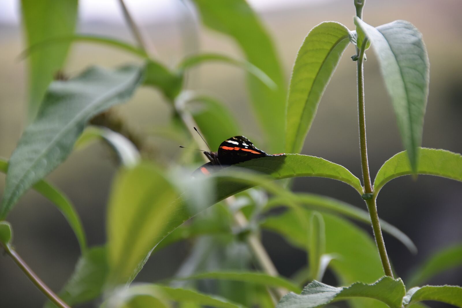 Nikon D5600 sample photo. Butterfly, red admiral, insect photography