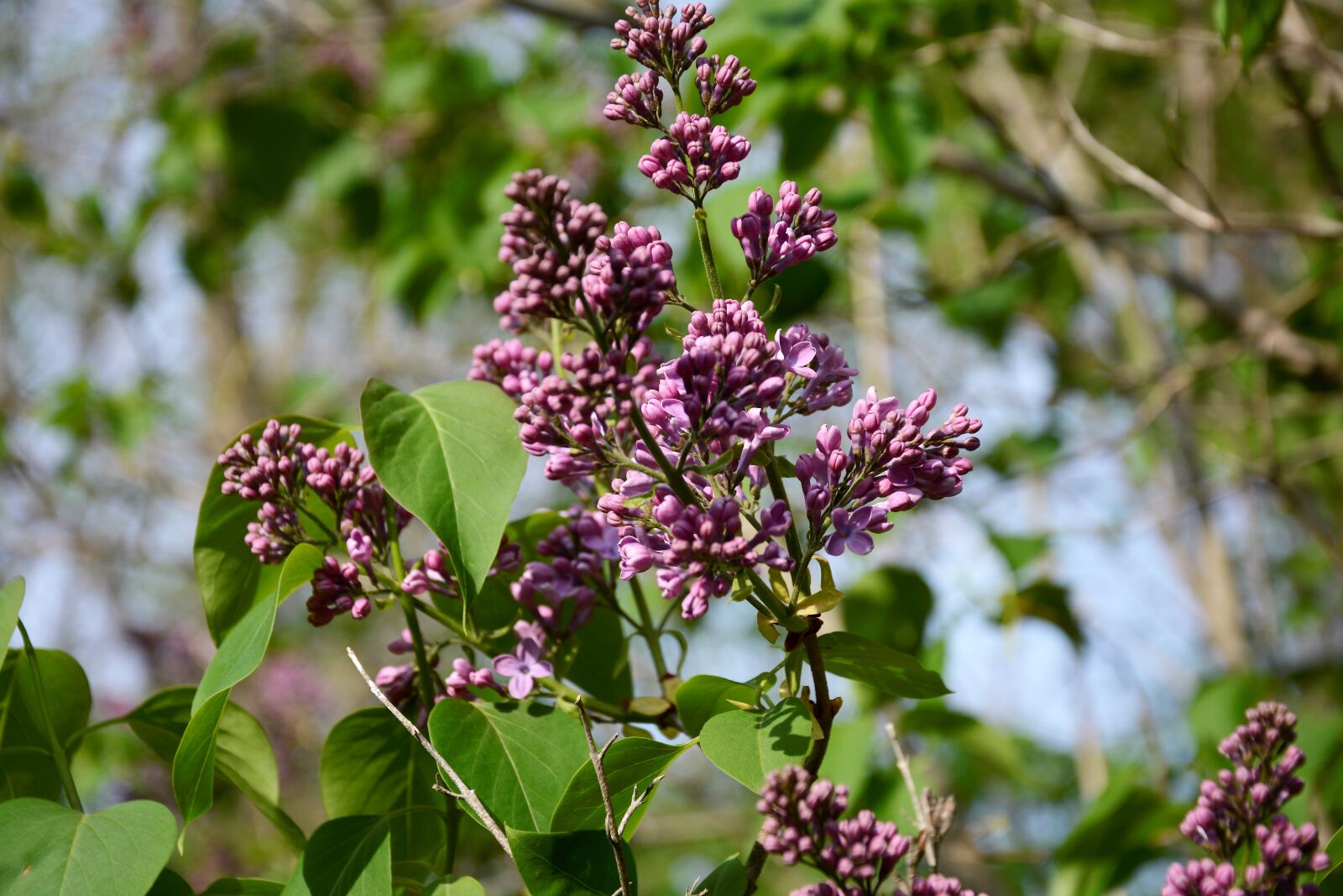 Nikon D7100 sample photo. Lilac, flowers, bloom photography