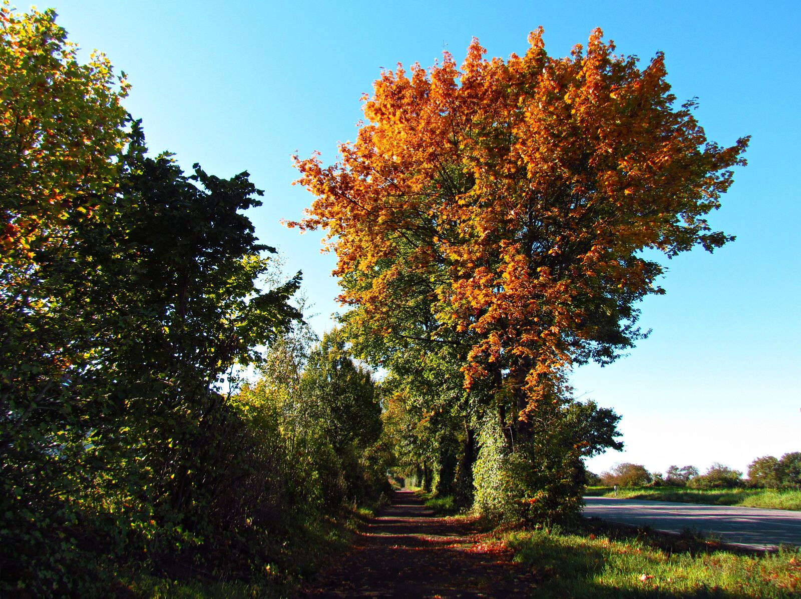 Canon PowerShot SX30 IS sample photo. Landscape, autumn, autumn gold photography
