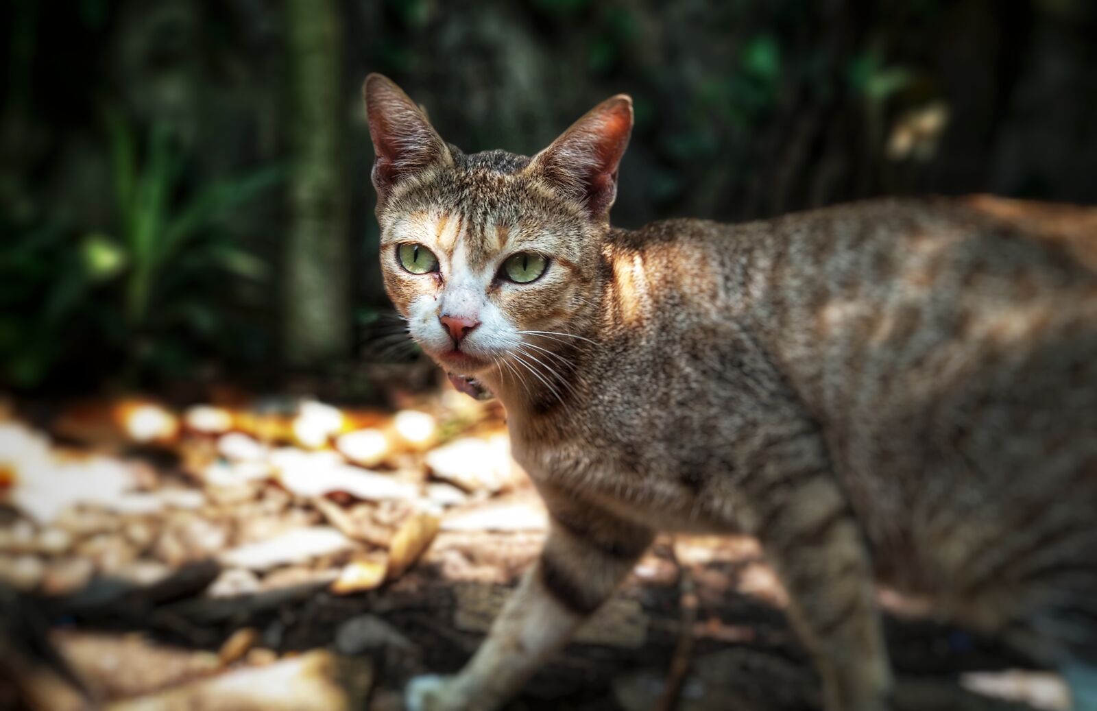 Xiaomi Mi A1 sample photo. Cat photography
