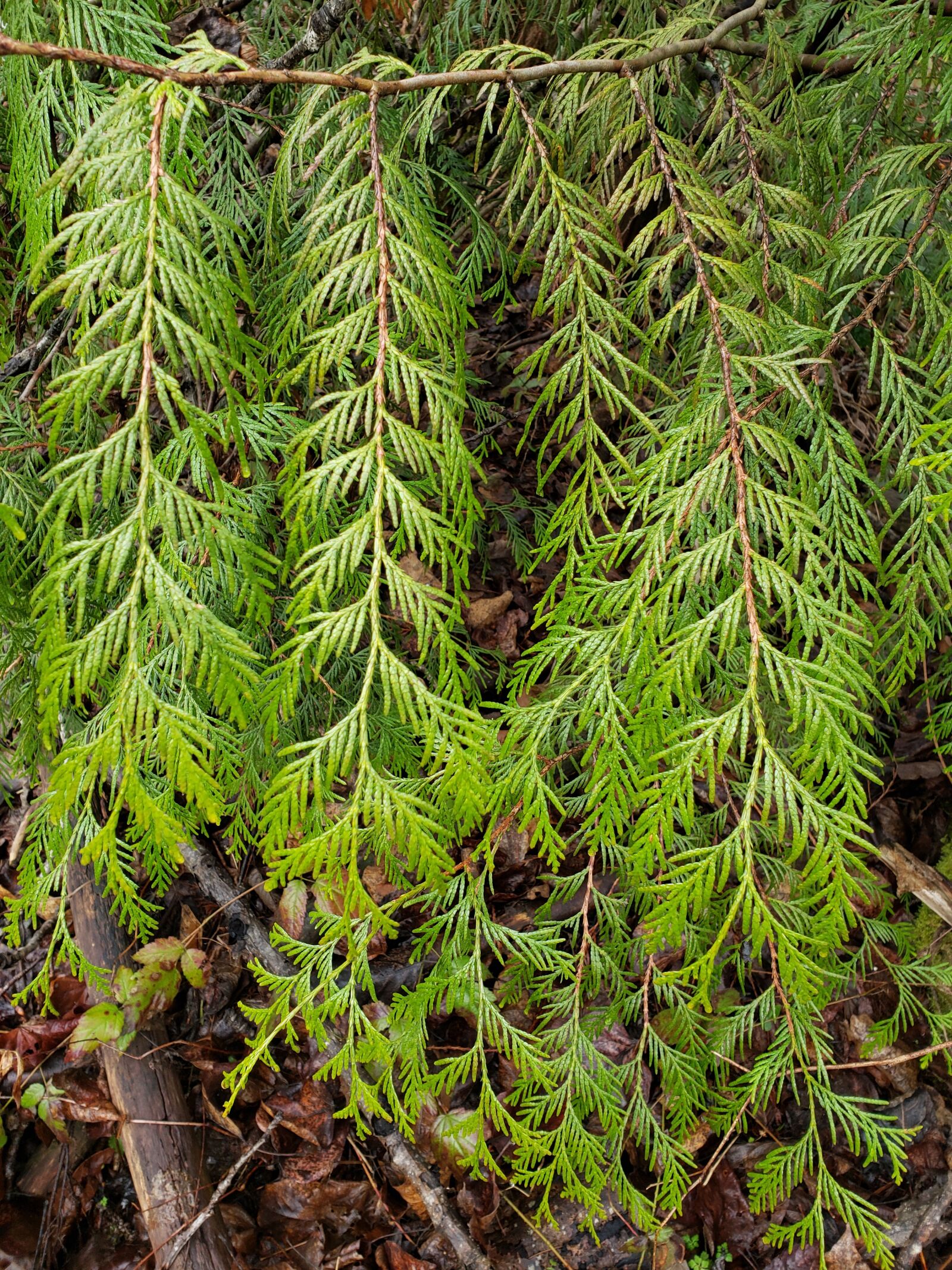 Samsung Galaxy S9 sample photo. Tree, british columbia, cedar photography
