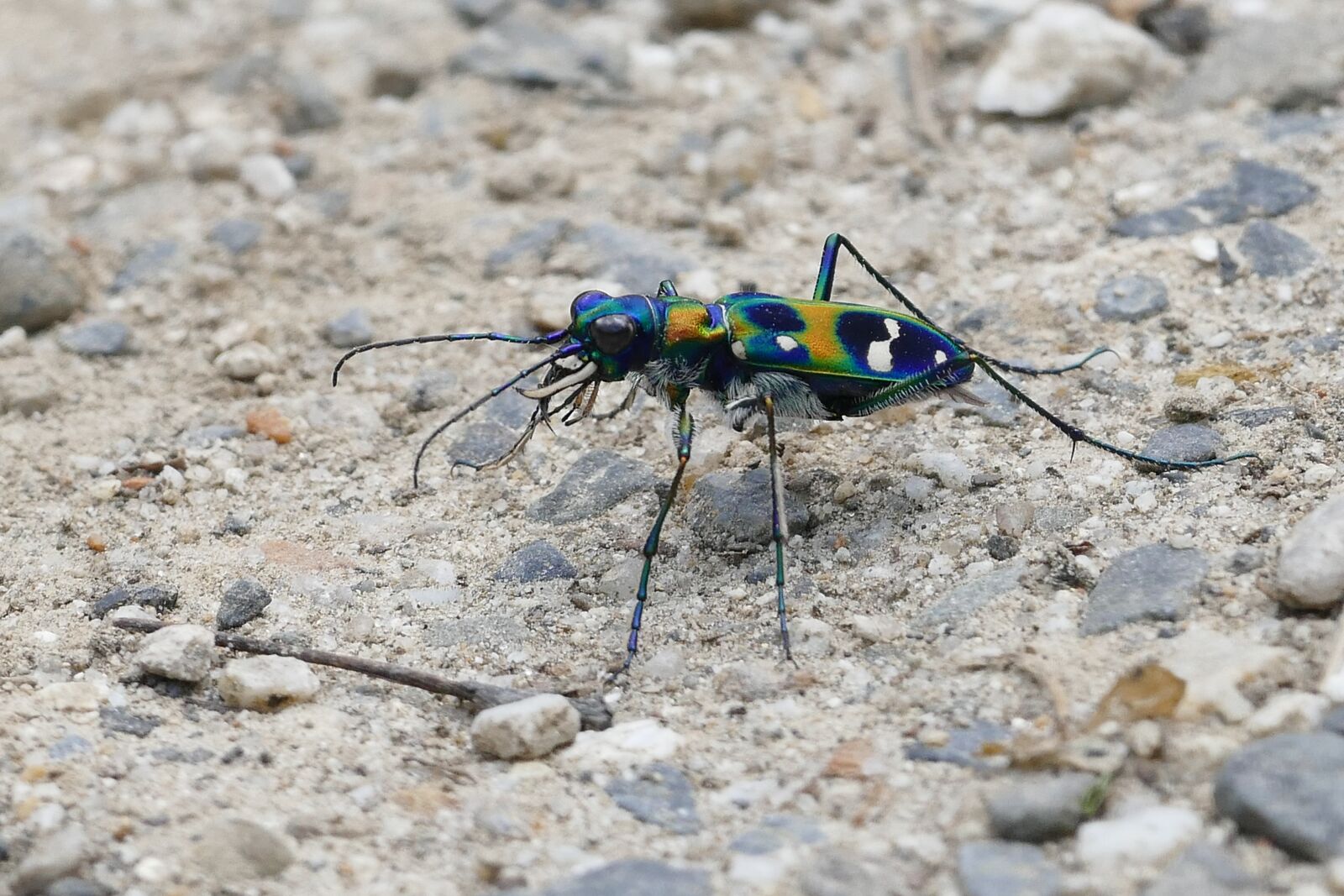 Panasonic Lumix DMC-FZ1000 sample photo. Colorful, tiger beetle, insect photography