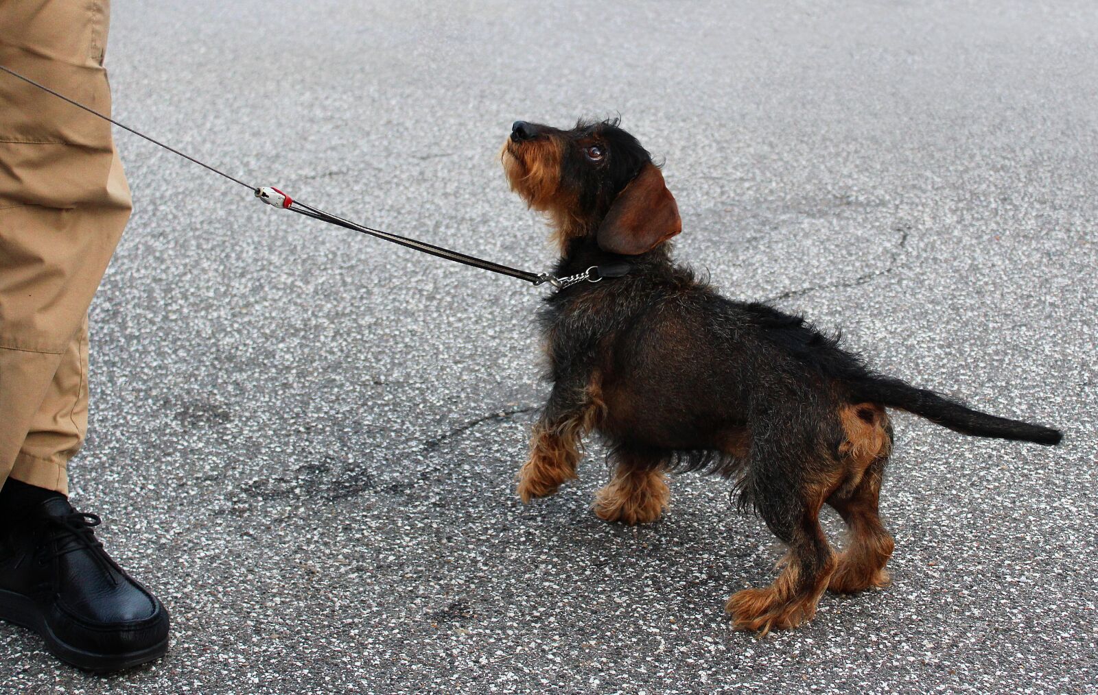 Canon EOS 1300D (EOS Rebel T6 / EOS Kiss X80) sample photo. Dachshund, obedient, dog training photography