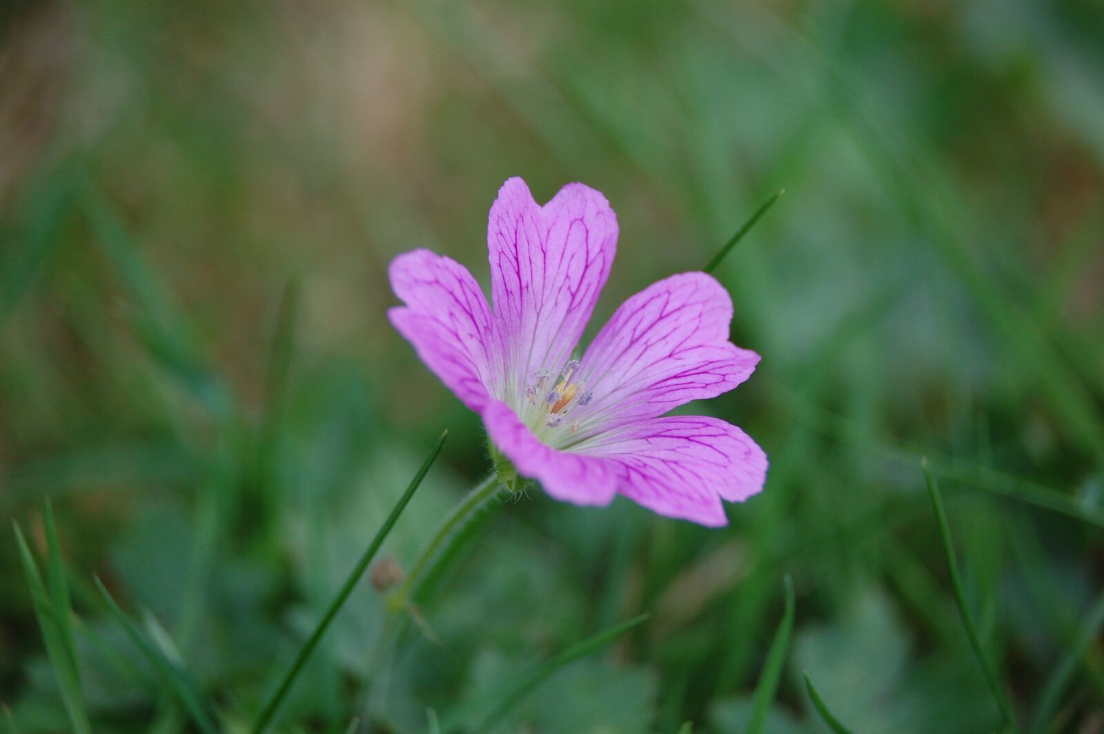 Nikon D40 sample photo. Flower, nature, blossom photography