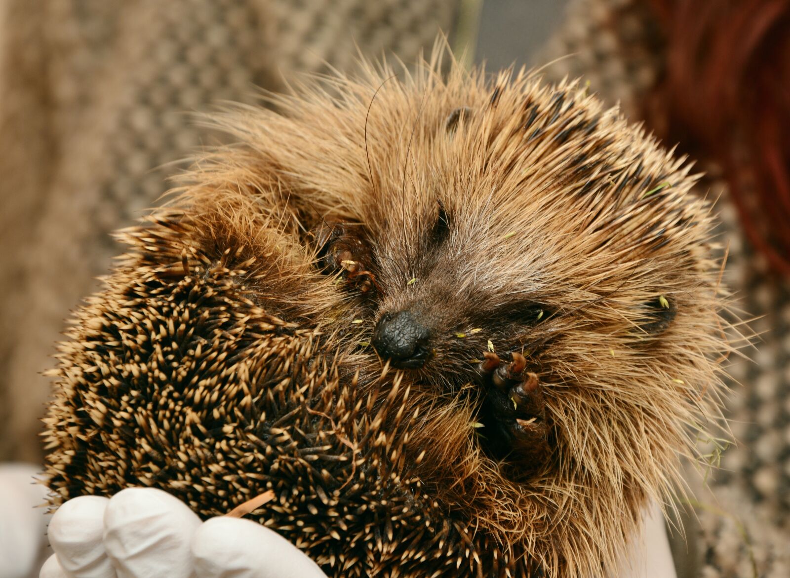 Nikon D5200 sample photo. Hedgehog, hedgehogs hibernate, hibernation photography
