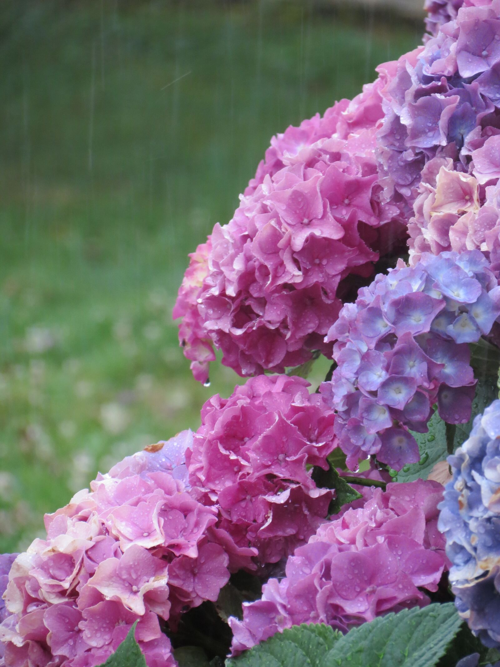 Canon PowerShot SX40 HS sample photo. Hydrangea, pink, blue photography