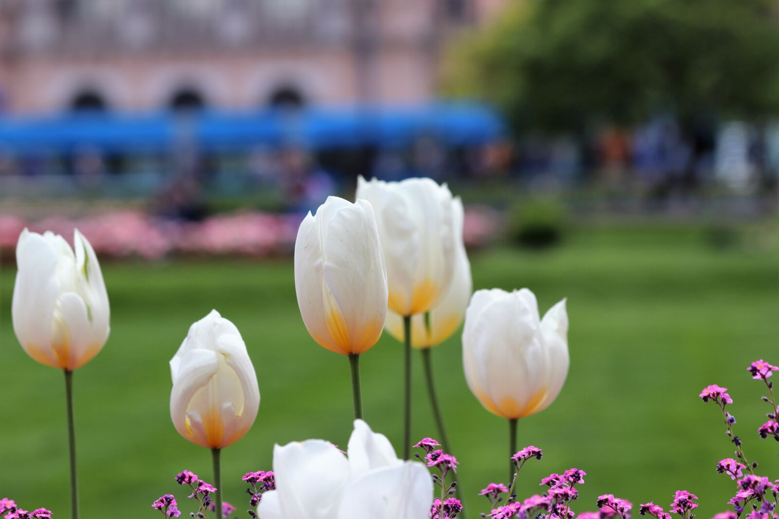 Canon EOS 200D (EOS Rebel SL2 / EOS Kiss X9) sample photo. Spring, white tulips, bloom photography