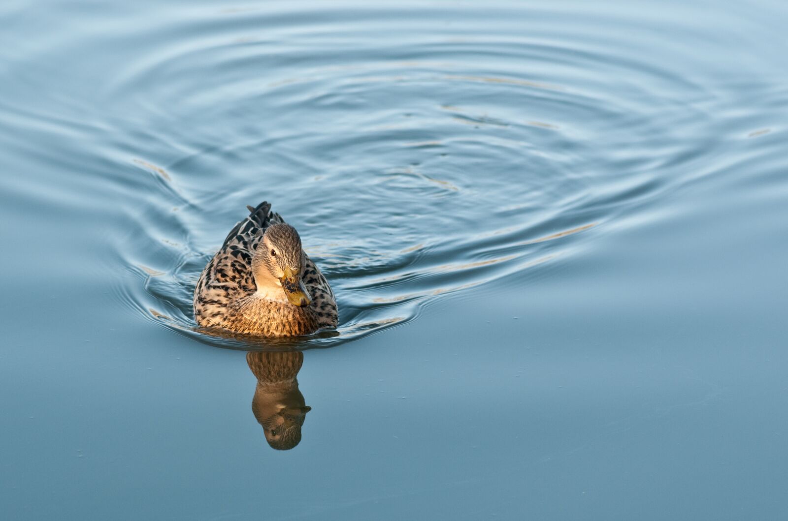 Nikon D300 sample photo. Duck, water, reflection photography