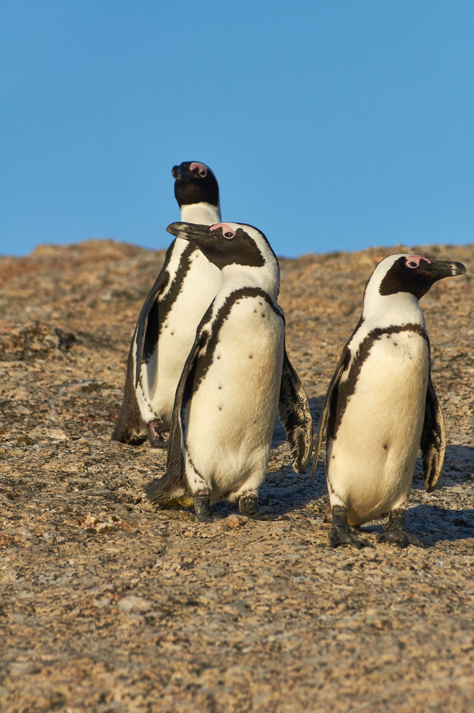 Sony SLT-A55 (SLT-A55V) sample photo. Penguins, south africa, boulders photography