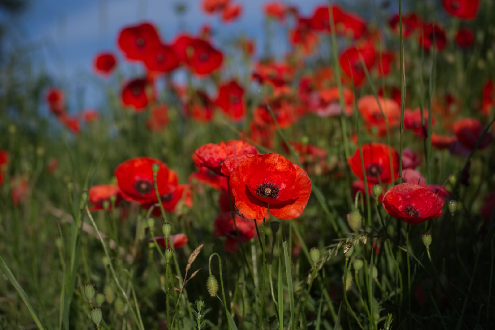 Nikon D5500 sample photo. Poppy, flower, red photography