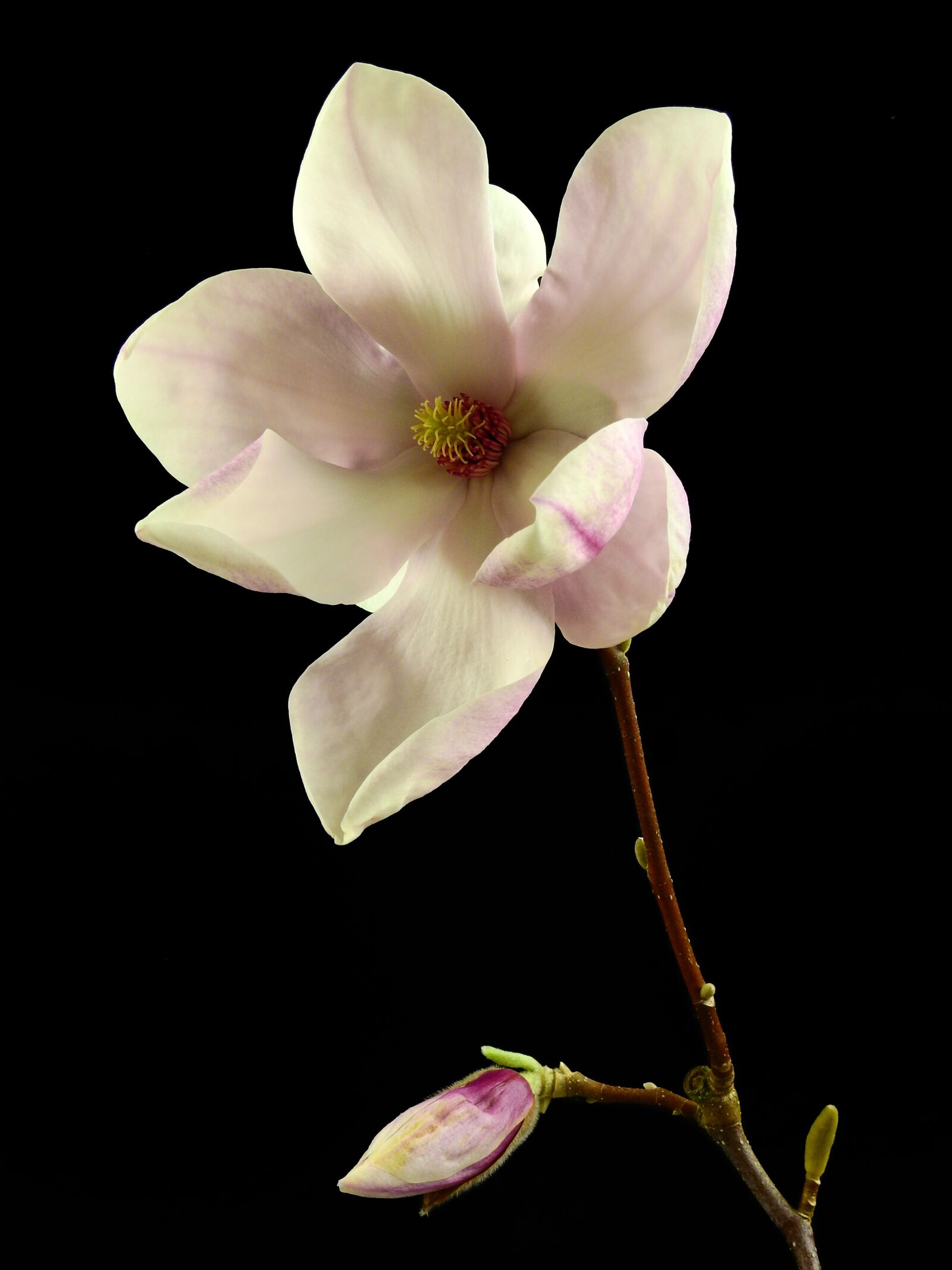 Nikon Coolpix P900 sample photo. Flower, blossom, bloom photography