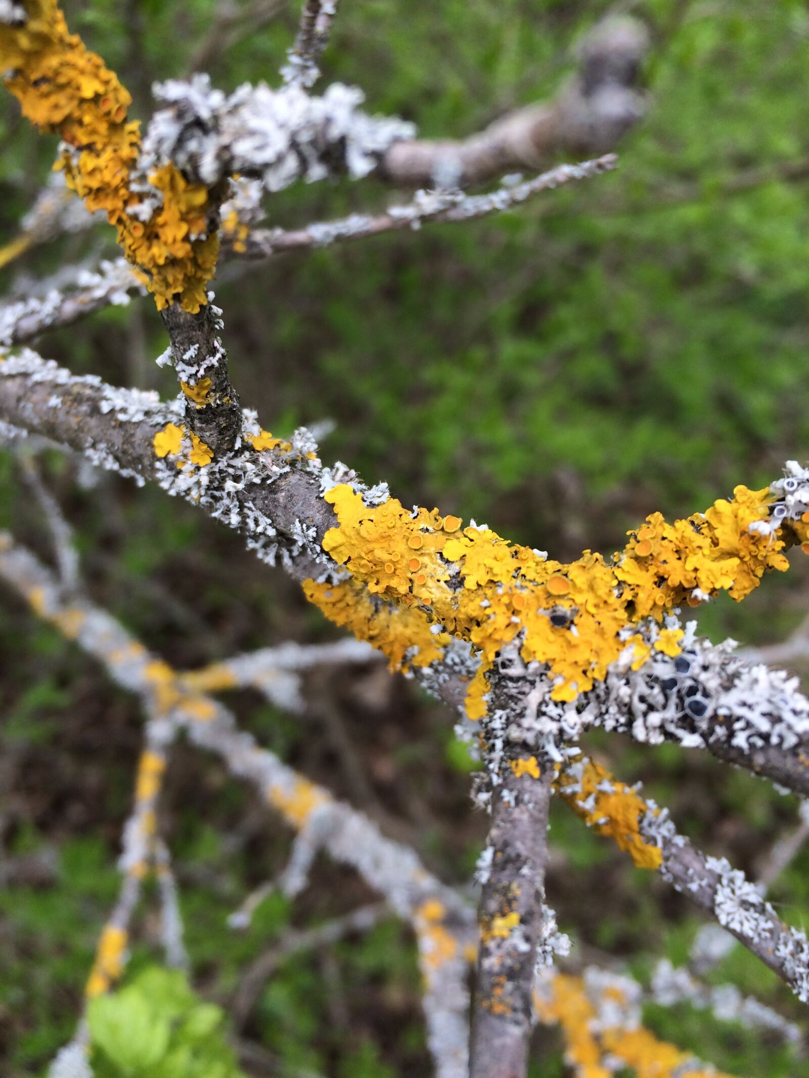 iPhone 5s back camera 4.15mm f/2.2 sample photo. Spring, lichen, branch photography