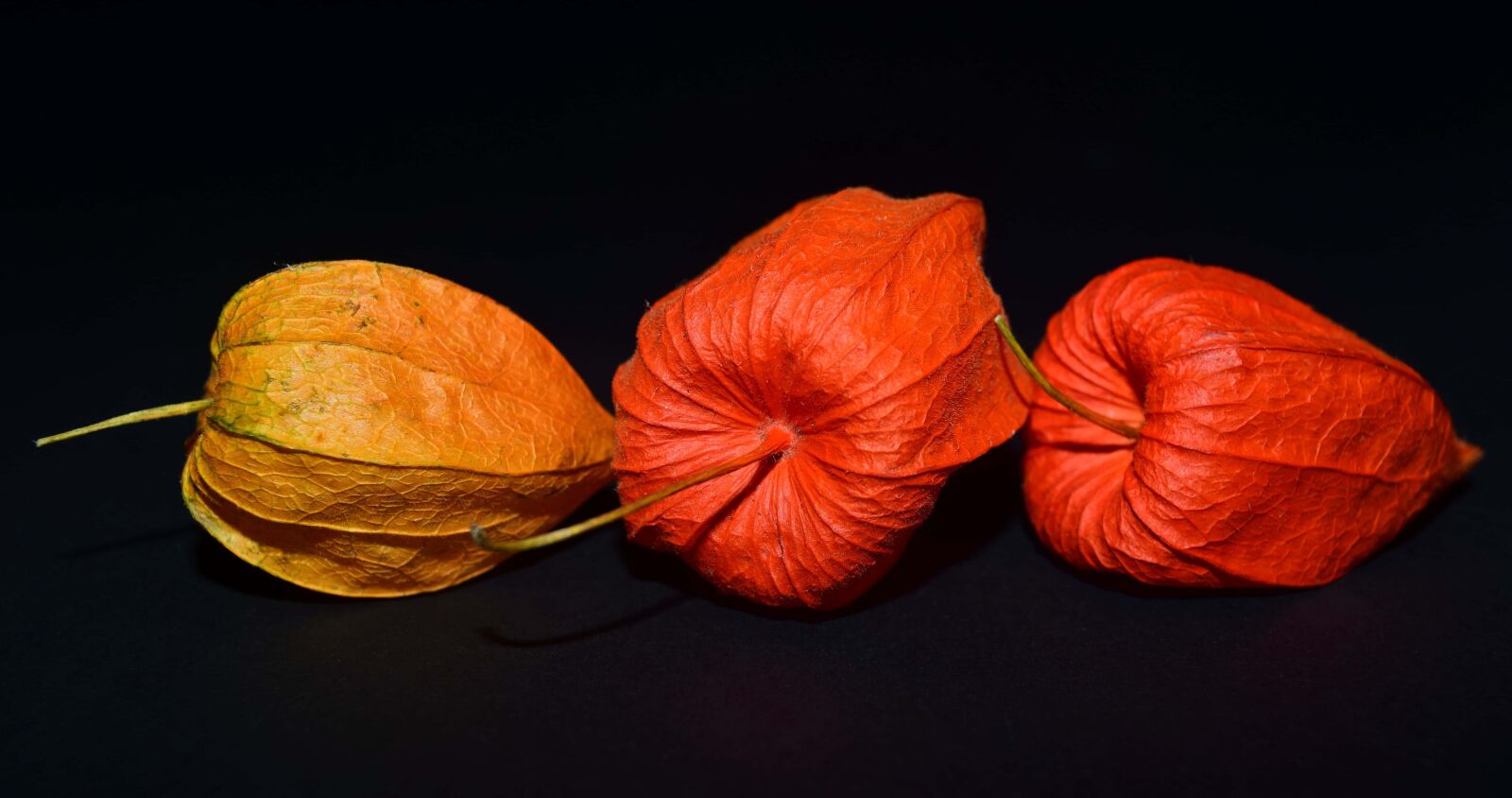 Nikon D3300 sample photo. Nature, plant, colorful, autumn photography