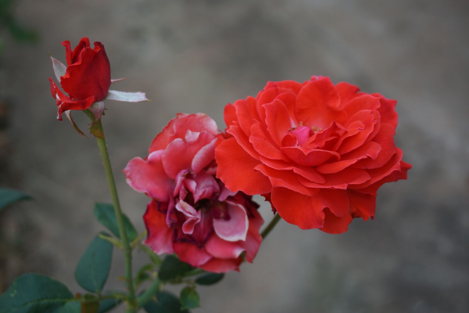 Sony a5100 sample photo. Rose, red roses, flowers photography