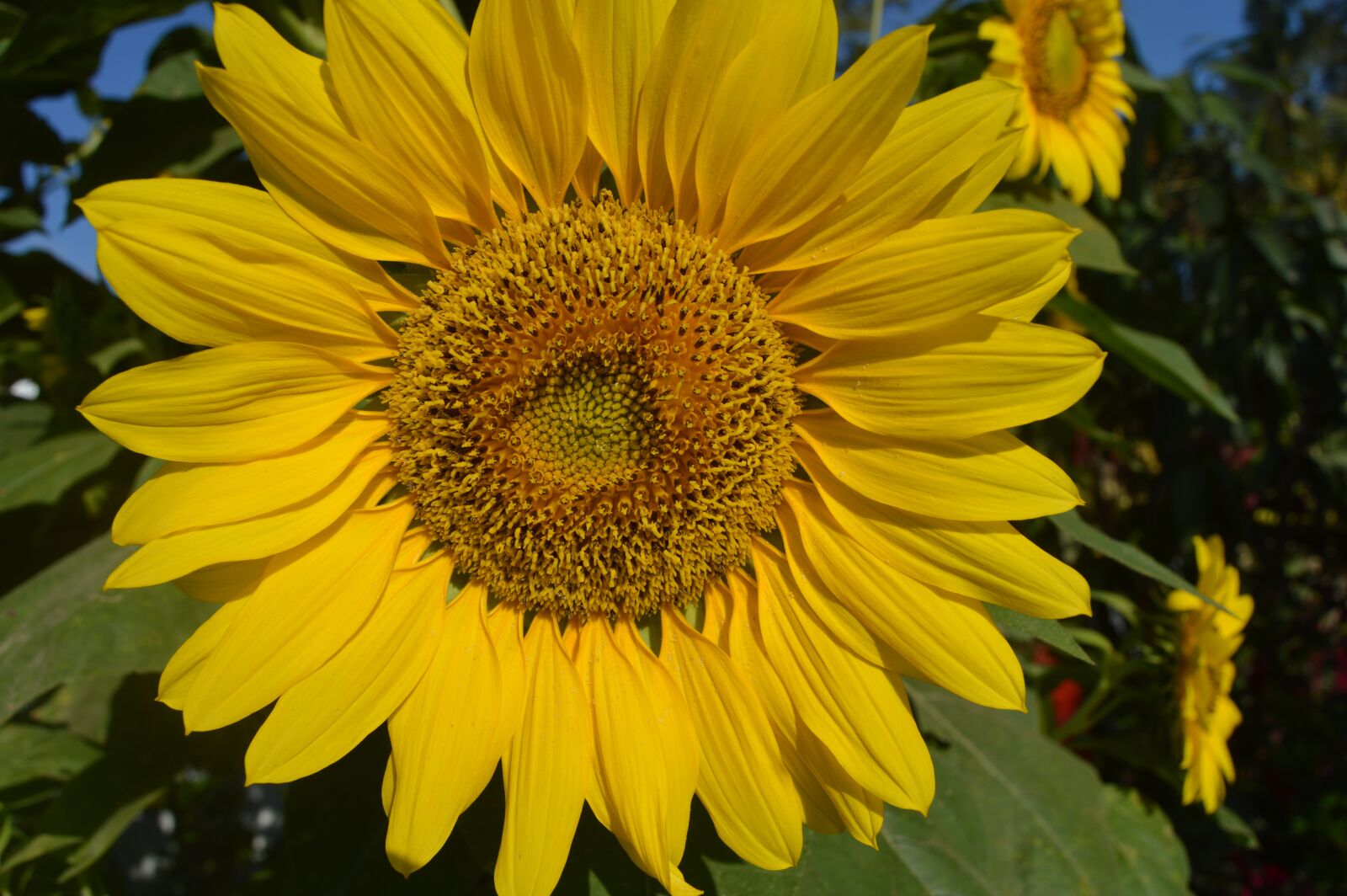 Nikon D3200 sample photo. Sunflower, flower, bloom photography