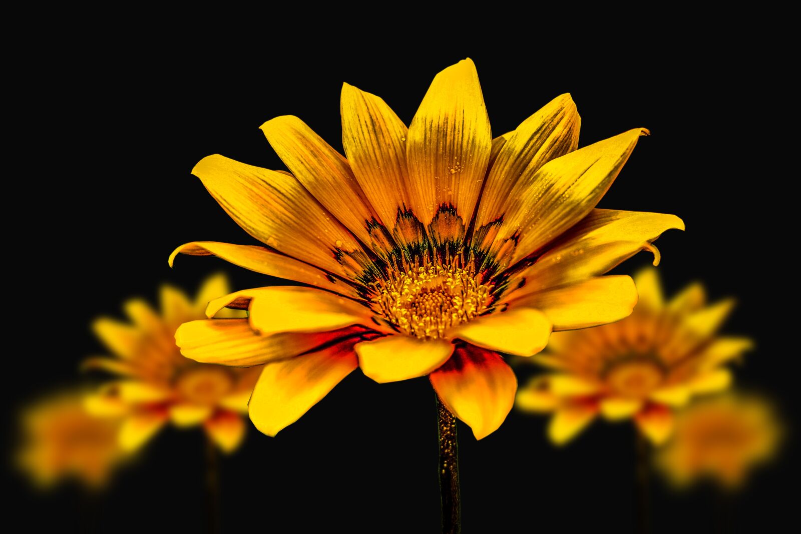 Nikon D3400 sample photo. Flower g rbel, yellow photography