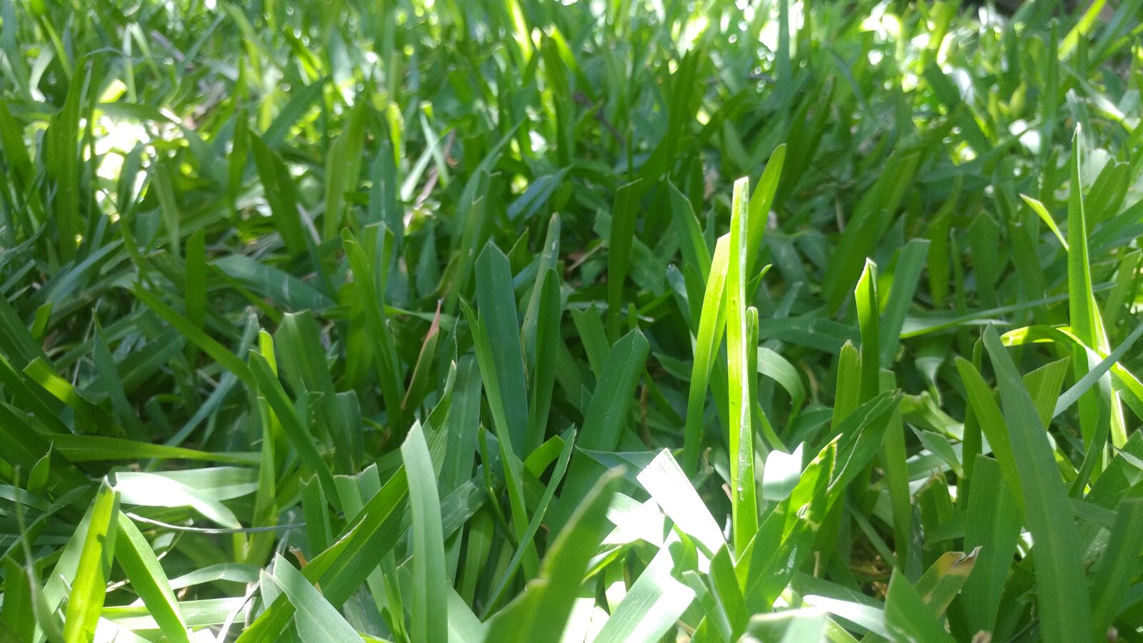 LG G5 SE sample photo. Summer, grass, green photography