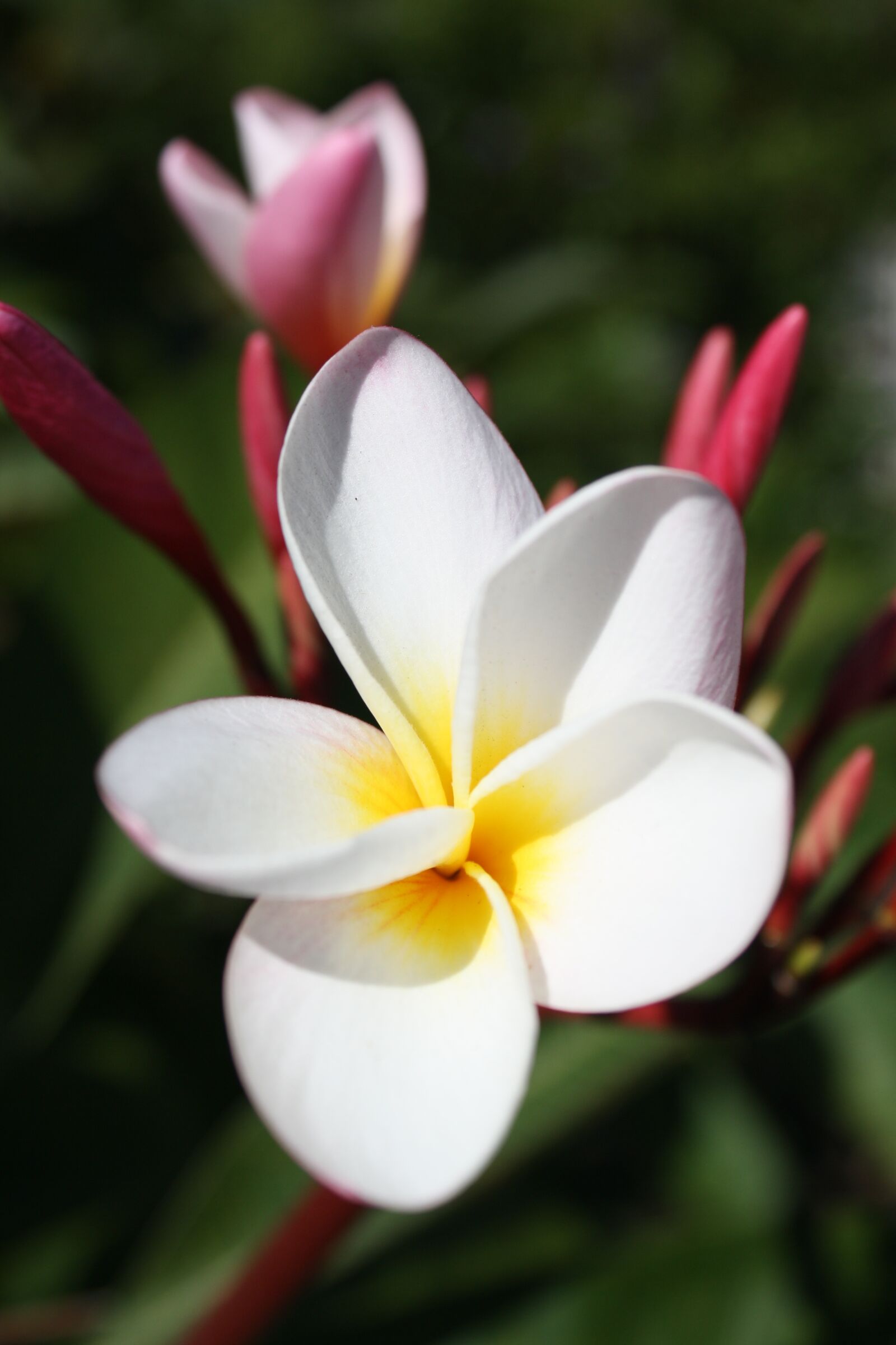 Canon EOS 1000D (EOS Digital Rebel XS / EOS Kiss F) sample photo. Magnolia flower, flora, white photography