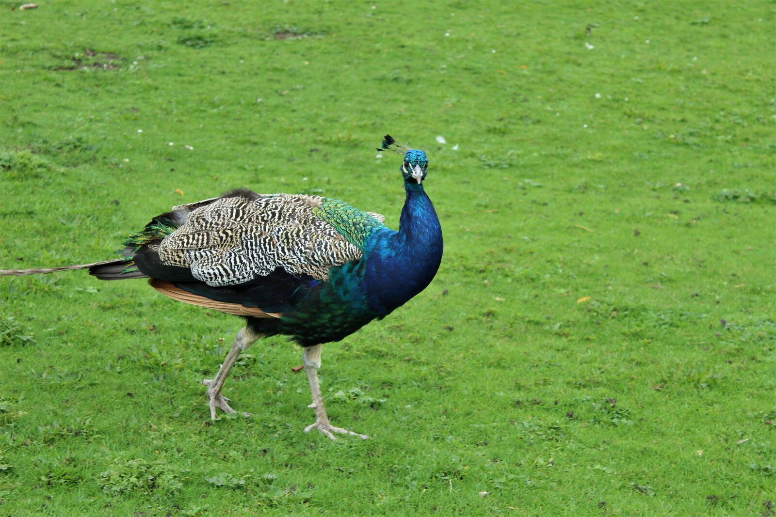 Canon EOS 4000D (EOS Rebel T100 / EOS 3000D) sample photo. Bird, peacock, plumage photography