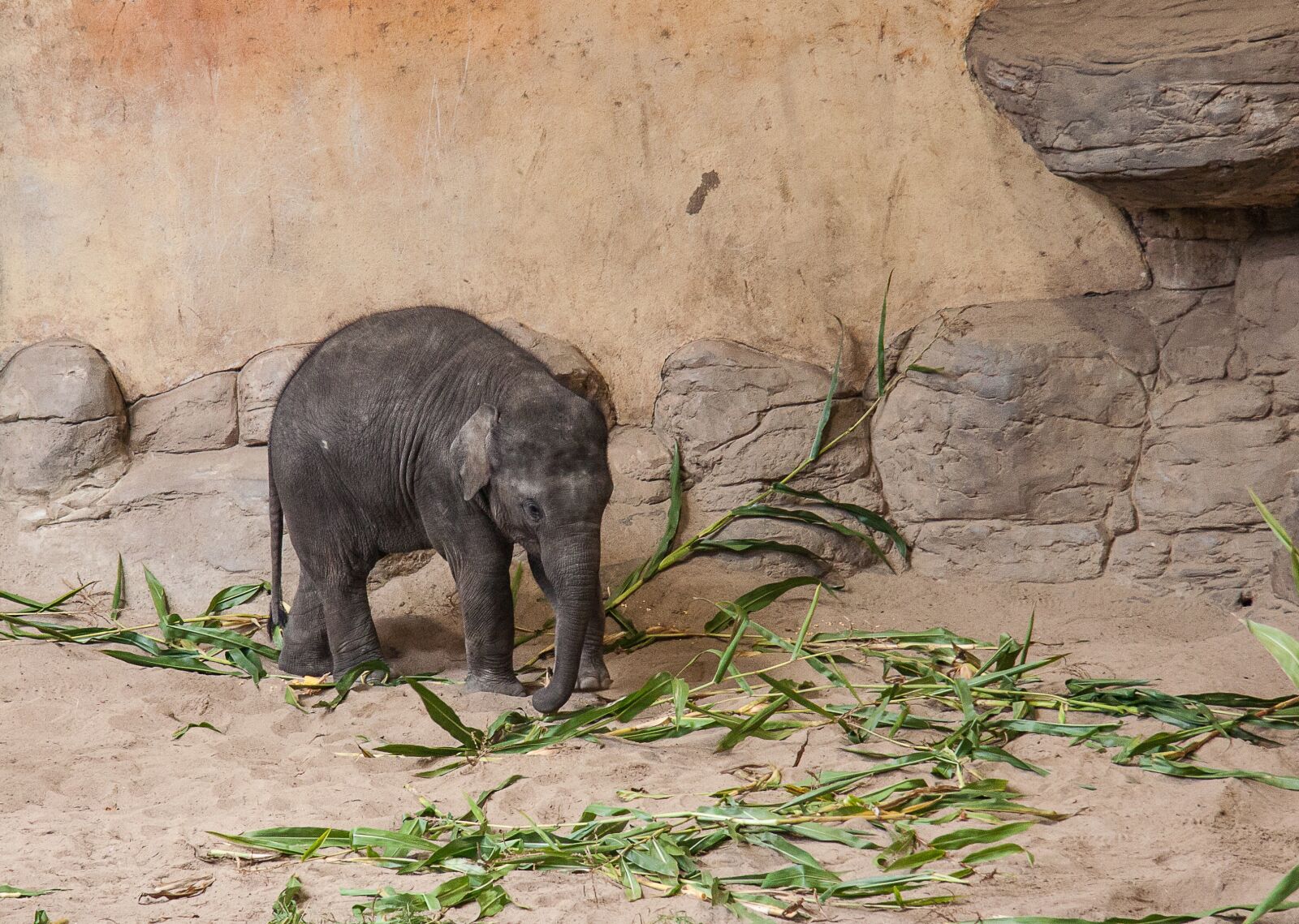 Canon EF-S 17-85mm F4-5.6 IS USM sample photo. Baby elephant, animal, pachyderm photography