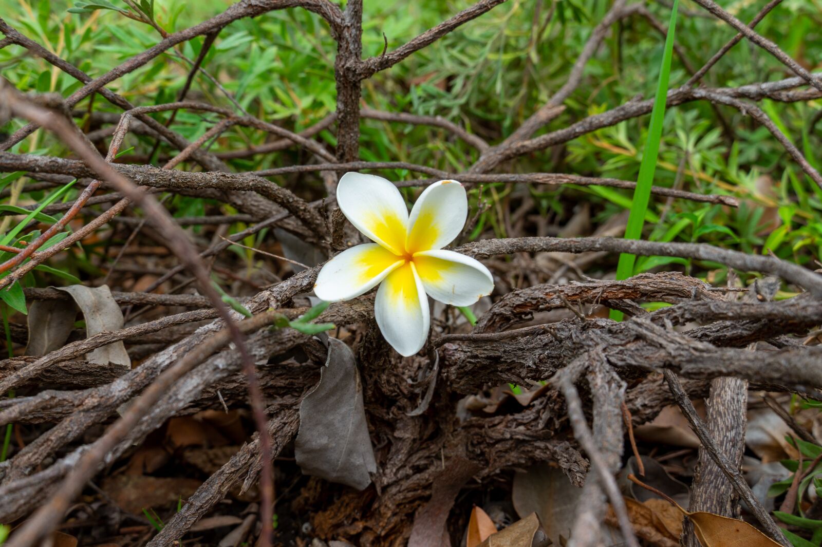 Sony Alpha a5000 (ILCE 5000) sample photo. Frangipani, flower, sticks photography