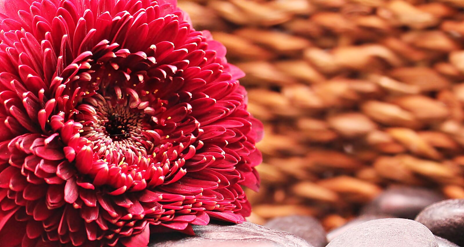 Canon EOS 550D (EOS Rebel T2i / EOS Kiss X4) sample photo. Gerbera, flower, blossom photography